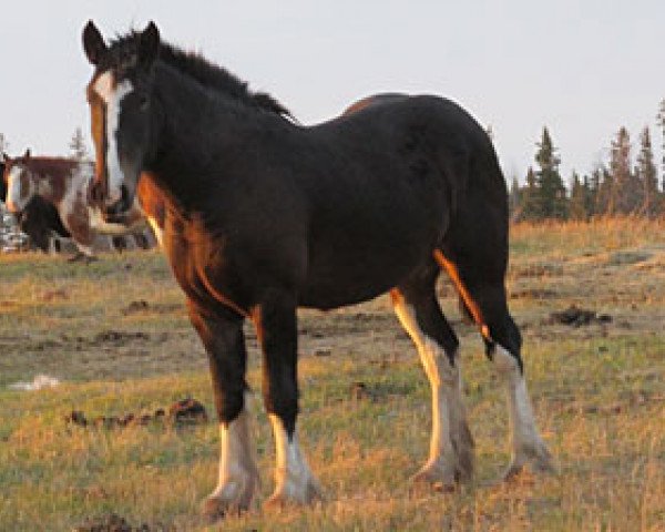 broodmare Donegal Cassie (Clydesdale, 2010, from Armageddon's Lord Cain) broodmare Donegal Cassie (Clydesdale, 2010, from Armageddon's Lord Cain)