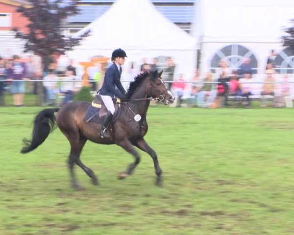 Reitturnier Holdorf 2015
