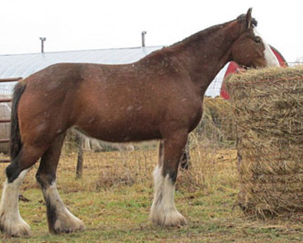 Pferd Donegal Bonnie Footprint (Clydesdale, 2009, von Donegal Lockinvar)
