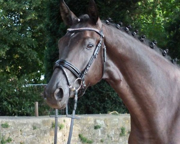 horse Mariscal (Hanoverian, 2016, from E.H. Millennium)