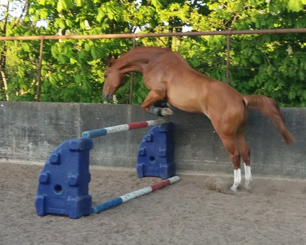 horse Can You Catch Me (Holsteiner, 2012, from Catoki)
