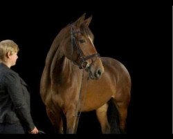 broodmare Lady Zaelda (Holsteiner, 2007, from Landos)