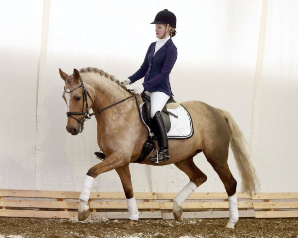 broodmare Memory (German Riding Pony, 2009, from FS Don't Worry)