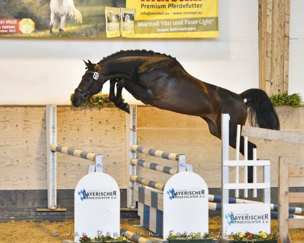 stallion Cashfor US (German Sport Horse, 2017, from Cullinan du Borget B)