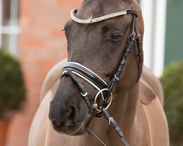 dressage horse Bonito 426 (German Riding Pony, 2011, from Black Dancer)