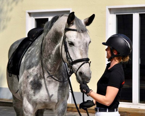 Dressurpferd Charming Cloud (Zweibrücker, 2007, von Cockpit)