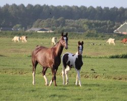 jumper Phoenix (Gelderland, 2018, from Picasso)