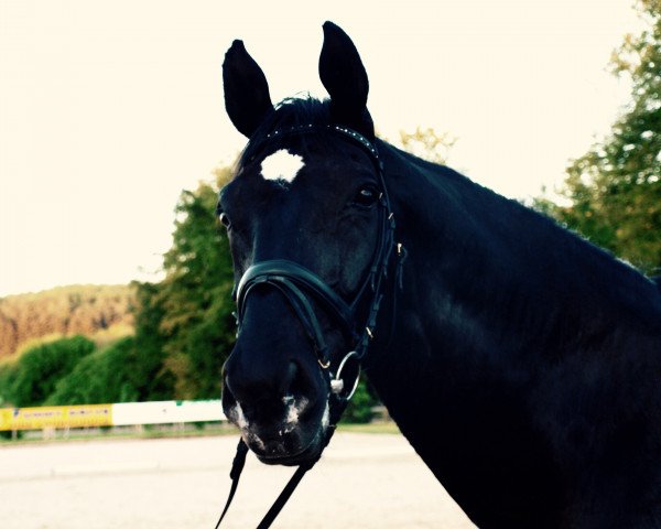 dressage horse Renidesco (Bavarian, 1999, from Rothenburg J)