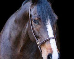 jumper Oki Vh Gelutt Z (Zangersheide riding horse, 2010, from Okidoki van T Gelutt Z)