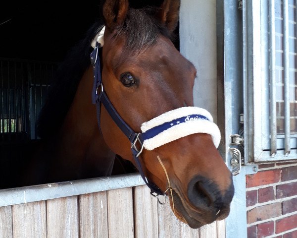 jumper Little Dancer St (Westphalian, 2014, from Lord Cassini)