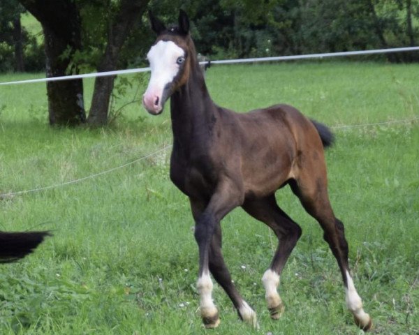 horse Cro (Oldenburg show jumper, 2019, from Colorit)