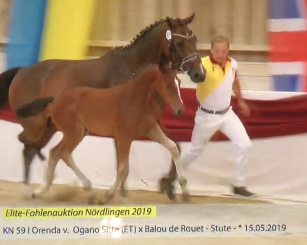 Pferd Orenda (Deutsches Sportpferd, 2019, von Ogano Sitte)