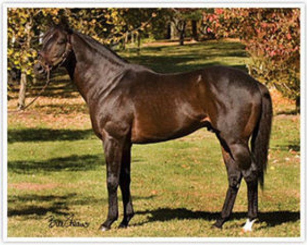 stallion Lost Soldier xx (Thoroughbred, 1990, from Danzig xx)