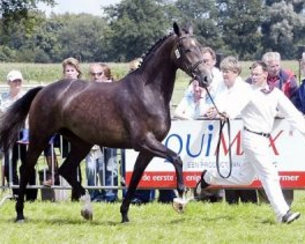 horse Buonaternel (KWPN (Royal Dutch Sporthorse), 2006, from Vitens)