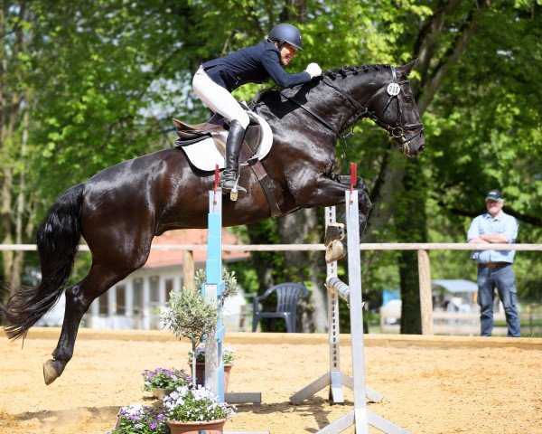 dressage horse Davide 2 (Hanoverian, 2002, from Depardieu 11)