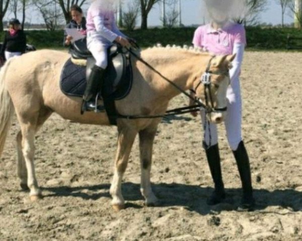 dressage horse Mogli (German Riding Pony, 2006, from Eiluns Monopoly)