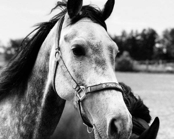 broodmare Eisfee S (Holsteiner, 2012, from Limoncello I) broodmare Eisfee S (Holsteiner, 2012, from Limoncello I)