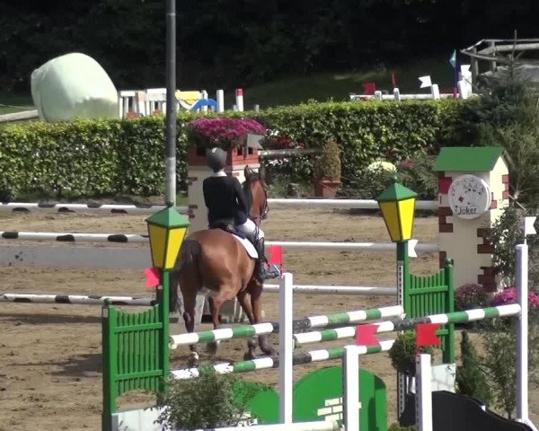 Reitturnier Aachen - Gut Weyern 2015
