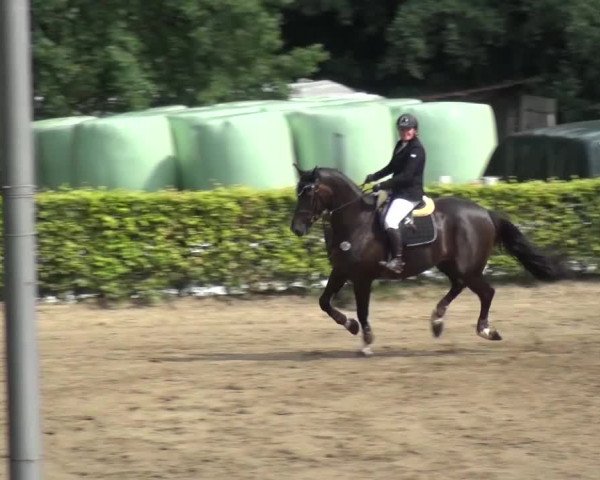 Reitturnier Aachen - Gut Weyern 2015