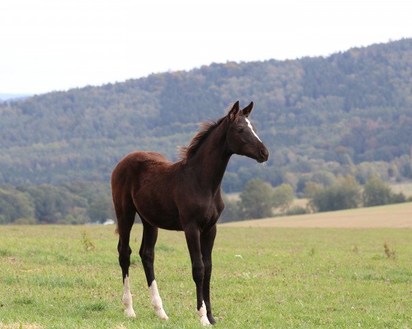 Pferd Roulette (Hannoveraner, 2019, von Freddie Mercury 2)