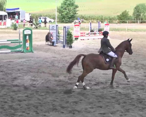 Reitturnier Heidelsheim 2015