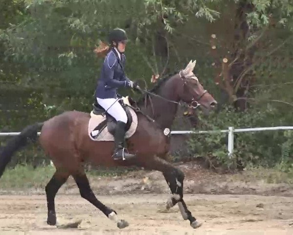 Reitturnier Heidelsheim 2015