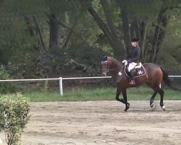 Reitturnier Heidelsheim 2015
