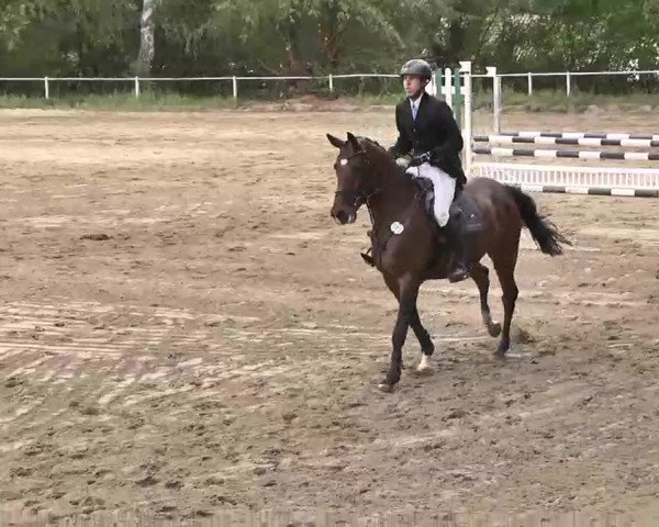 Reitturnier Heidelsheim 2015