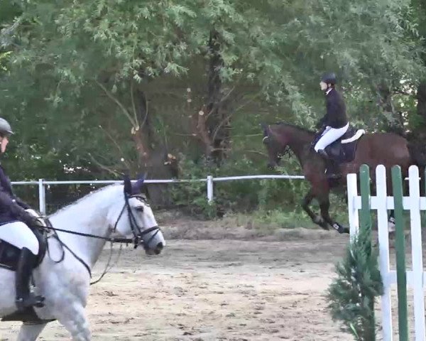 Reitturnier Heidelsheim 2015