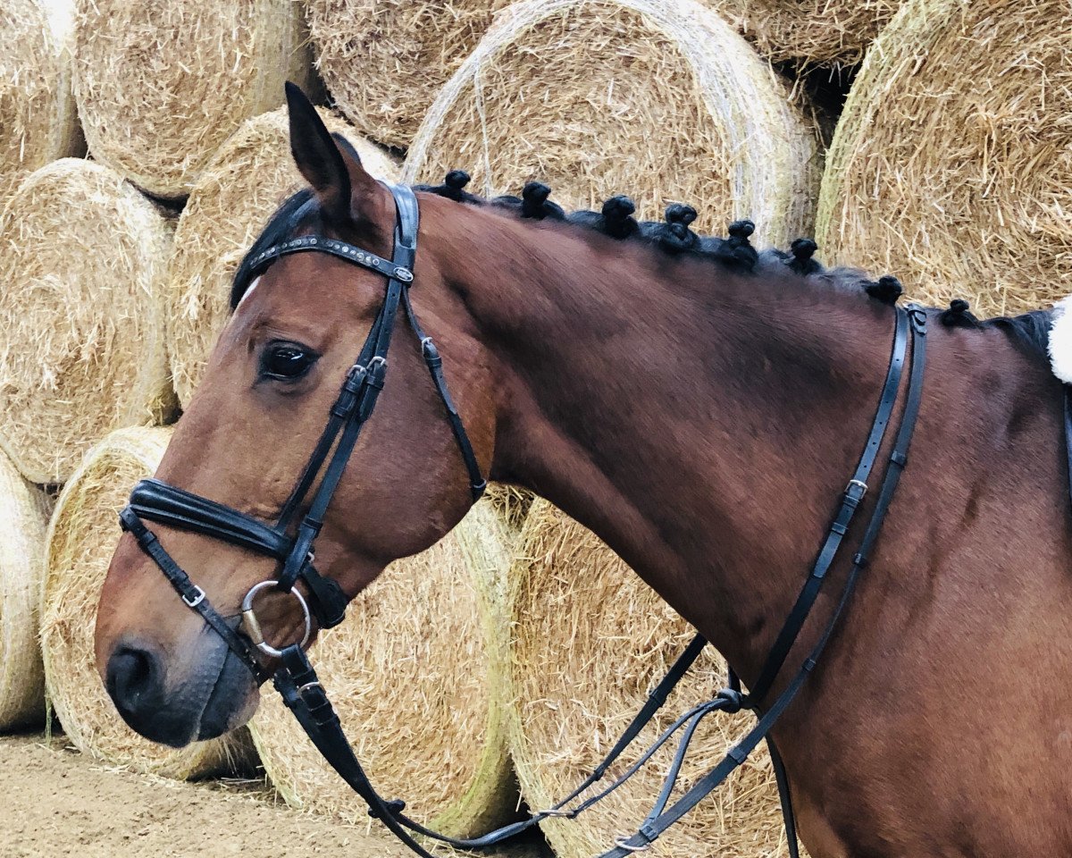 horse Cumanov IMG (KWPN (Royal Dutch Sporthorse), 2003, from Cumano)