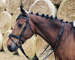 horse Cumanov IMG (KWPN (Royal Dutch Sporthorse), 2003, from Cumano)