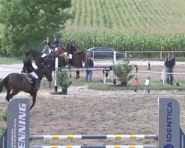 Reitturnier Heidelsheim 2015