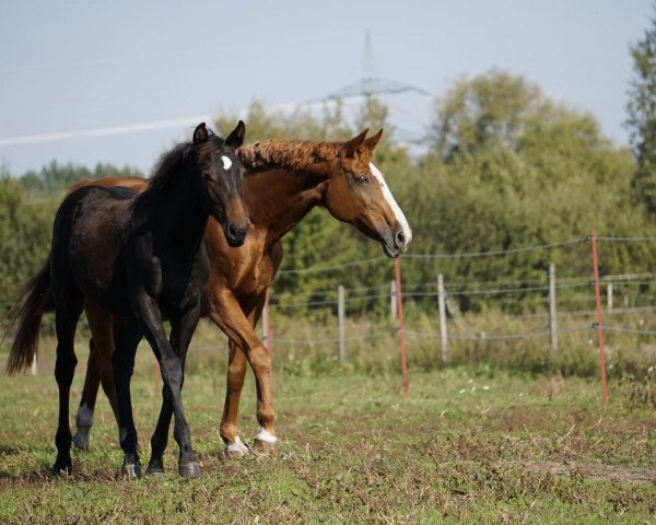 horse Rubina (Brandenburg, 2020, from Radar Lock xx)