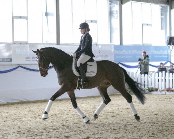 dressage horse Fynch Hatton (Westphalian, 2016, from Franziskus FRH) dressage horse Fynch Hatton (Westphalian, 2016, from Franziskus FRH)