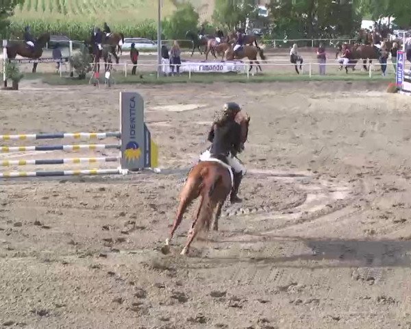 Reitturnier Heidelsheim 2015