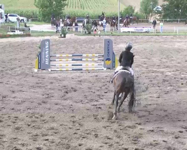 Reitturnier Heidelsheim 2015