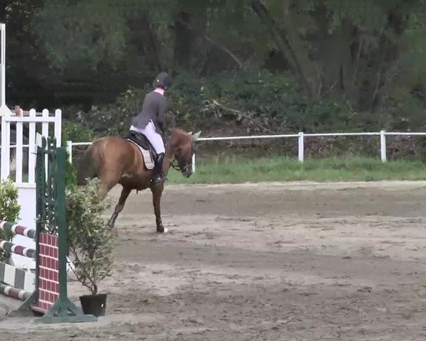 Reitturnier Heidelsheim 2015