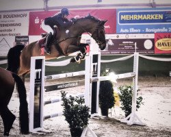 jumper Avanto Von Pachern (Austrian Warmblood, 2009, from Acteur As)
