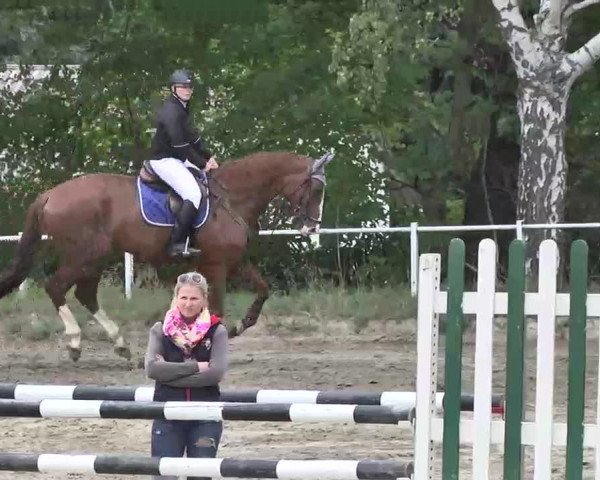 Reitturnier Heidelsheim 2015