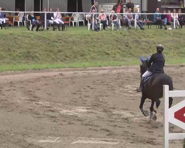 Reitturnier Heidelsheim 2015