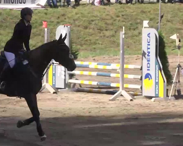 Reitturnier Heidelsheim 2015