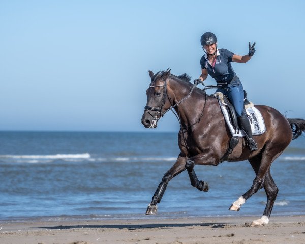 horse Japaloup (KWPN (Royal Dutch Sporthorse), 2014, from Brainpower)