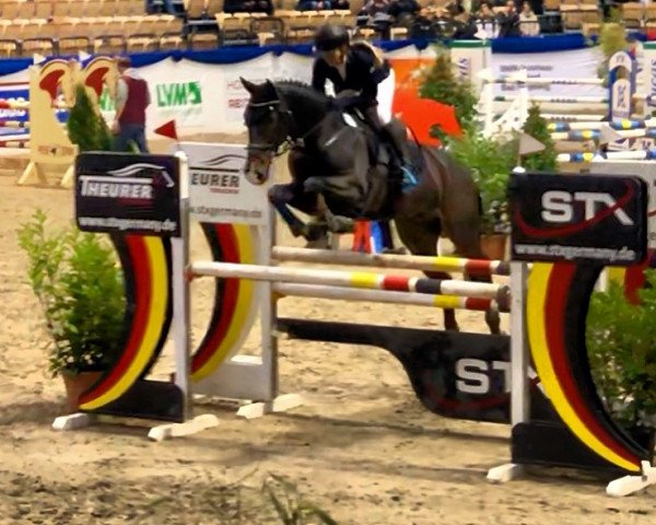 Springpferd Mustax Questeur (Holsteiner, 2003, von Quantum) Springpferd Mustax Questeur (Holsteiner, 2003, von Quantum)
