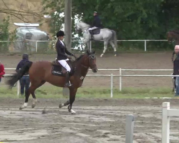 Reitturnier Heidelsheim 2015