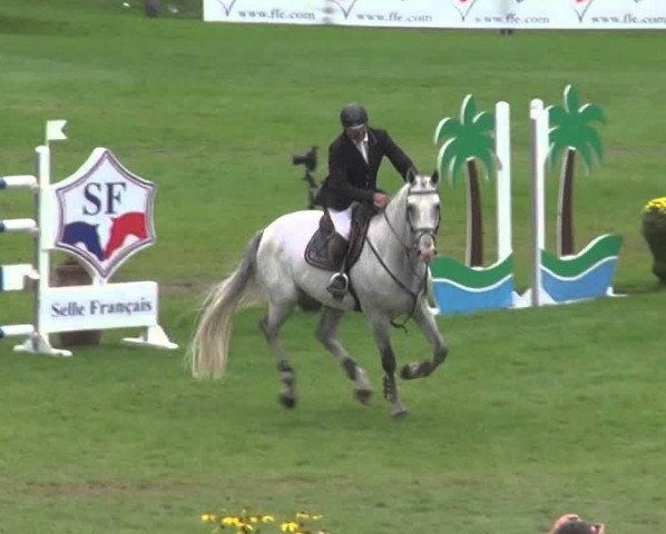 Springpferd Sisko de Falere (Selle Français, 2006, von Jadis de Toscane)