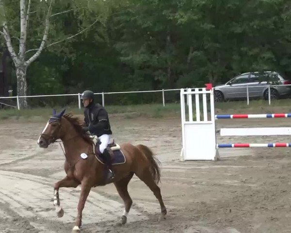Reitturnier Heidelsheim 2015