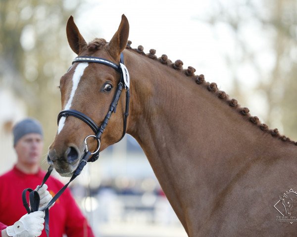 horse luke skywalker (Austrian Warmblood, 2017, from Limbothello B)