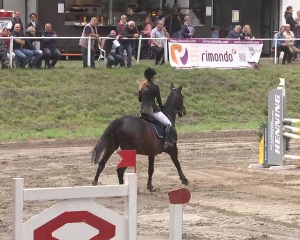 Reitturnier Heidelsheim 2015