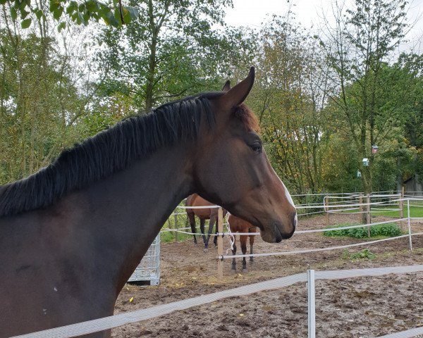 horse Sunny (Hanoverian,  , from Heinrich Heine)