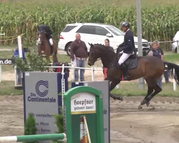 Reitturnier Heidelsheim 2015